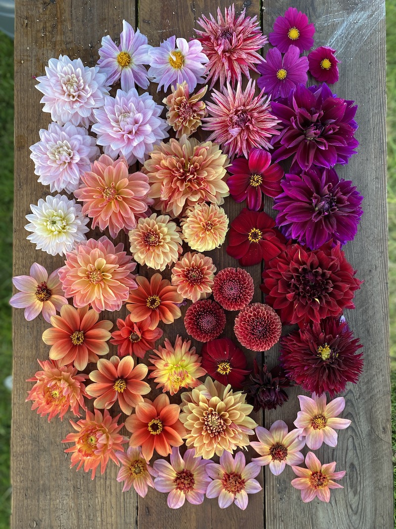 Flowers for Florists Root & Branch